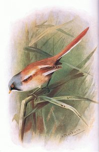 Mésange à moustaches, de Oiseaux britanniques publié par Longmans, 1932 - Archibald Thorburn